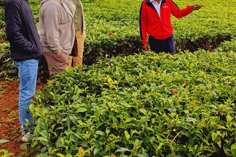 Nairobi: excursão de meio dia a uma fazenda de chá com almoço e degustação de chá.Nairóbi: Passeio de meio dia para tomar chá com almoço e degustação de chá.