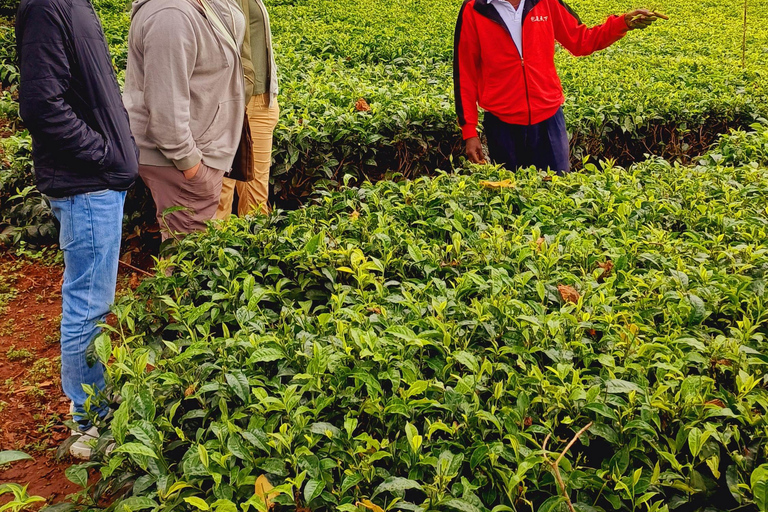 Nairobi: excursão de meio dia a uma fazenda de chá com almoço e degustação de chá.Nairóbi: Passeio de meio dia para tomar chá com almoço e degustação de chá.