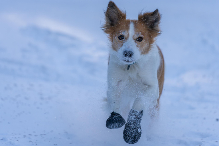 From Ljubljana/Bled: Beginner Snowshoe in Julian Alps From Bled - pickup at your accommodation