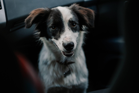 Brasovs bergvandring med DaisyBrasovs bergvandringstur med Daisy