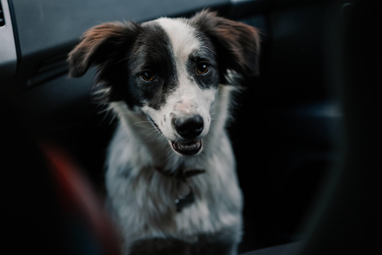 Excursão de caminhada pela montanha de Brasov com DaisyPasseio de caminhada nas montanhas de Brasov com a Daisy