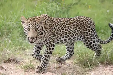Kruger nationalpark - 5 dagars safaritur