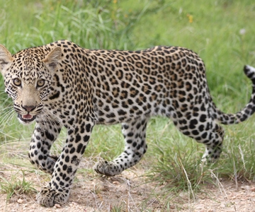 Kruger National Park - 5 Day Safari Tour