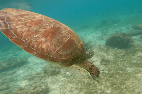 Cebú:Excursión en grupo con tiburón ballena, cascada y carrera de sardinas+Comida