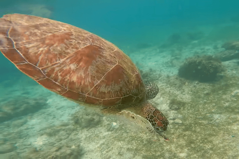 Cebú:Excursión en grupo con tiburón ballena, cascada y carrera de sardinas+Comida