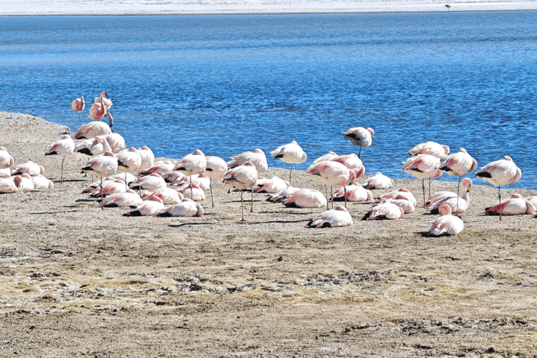 Uyuni: Full-day Flamingo tour Uyuni: Full-day Flamingo Tour
