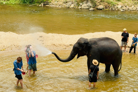 Chiang Mai Tour: Bua Tong Sticky Waterfall & Elephant Care Private tour : Sticky Waterfalls & Elephant Care in English