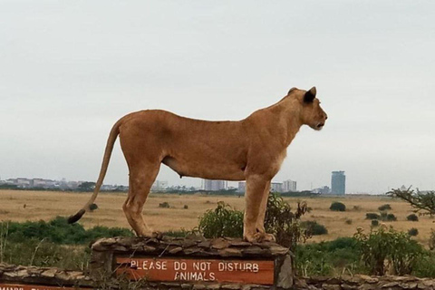 Nairobi nationalpark Elefantbarnhem och giraffcenter