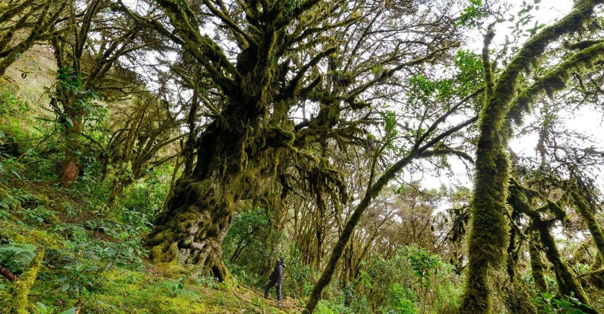 Apurimac, Excursion to Ampay National Sanctuary - Housity