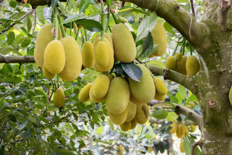 Zanzibar: Spice Farm Private Tour with Lunch & Fruit tasting with a meeting point - No pickup no drop-off