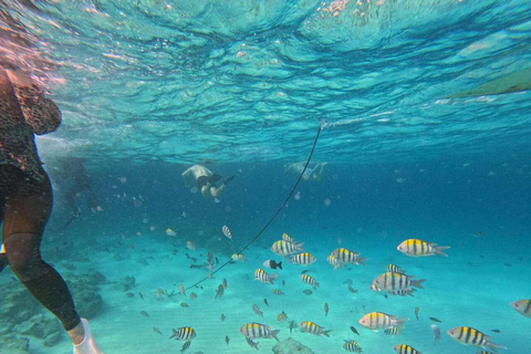 桑给巴尔：乔赞尼森林、库扎洞穴与蓝礁湖+海星探秘桑给巴尔：乔赞尼森林、库扎洞穴与蓝礁湖+海星