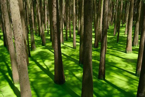 Hangzhou: Qingshan Lake(Matcha Lake) Water Forest Experience