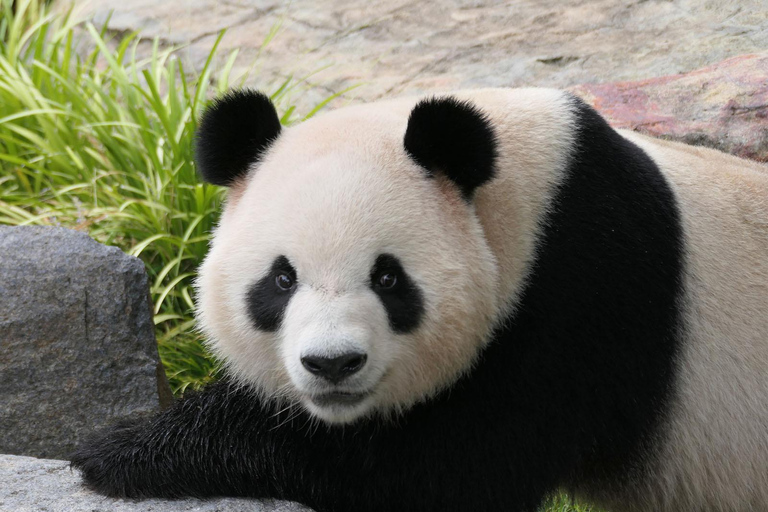 Tour Panda &amp; Friends e una giornata allo zoo di Adelaide