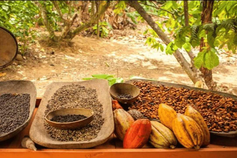 Punta Cana: Buggy Adventure with Macao Beach & Cave Swim