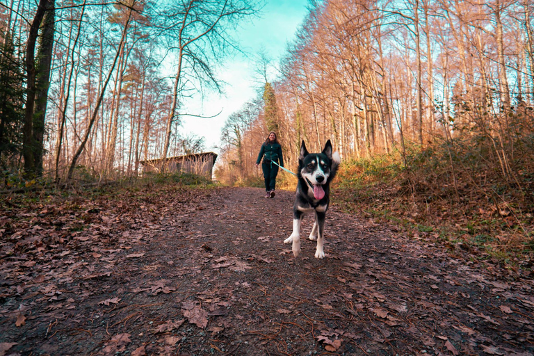 Husky Erlebniswanderung AlthütteCaminhada com a experiência do Husky