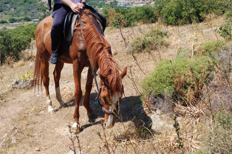 Bodrum: Horse Riding Experience with Forest or Seaside Route Seaside Horse Riding Tour (2 Hours – Beach Route)