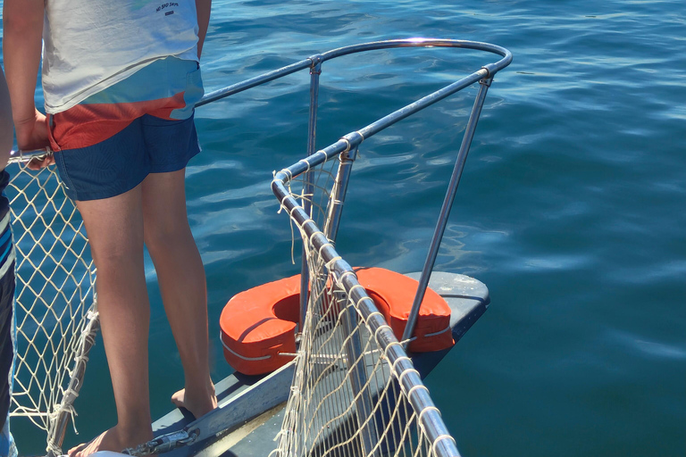 Estepona: Dolphins Searching Sea Cruise with Drink & Snacks Group Cruise