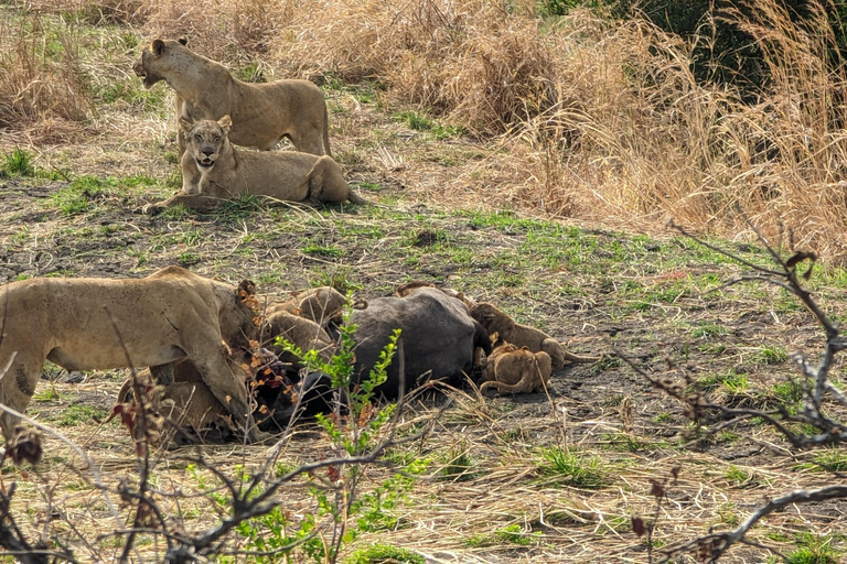 Arusha: 4 giorni di safari nel Serengeti e nel cratere del NgorongoroSafari privato