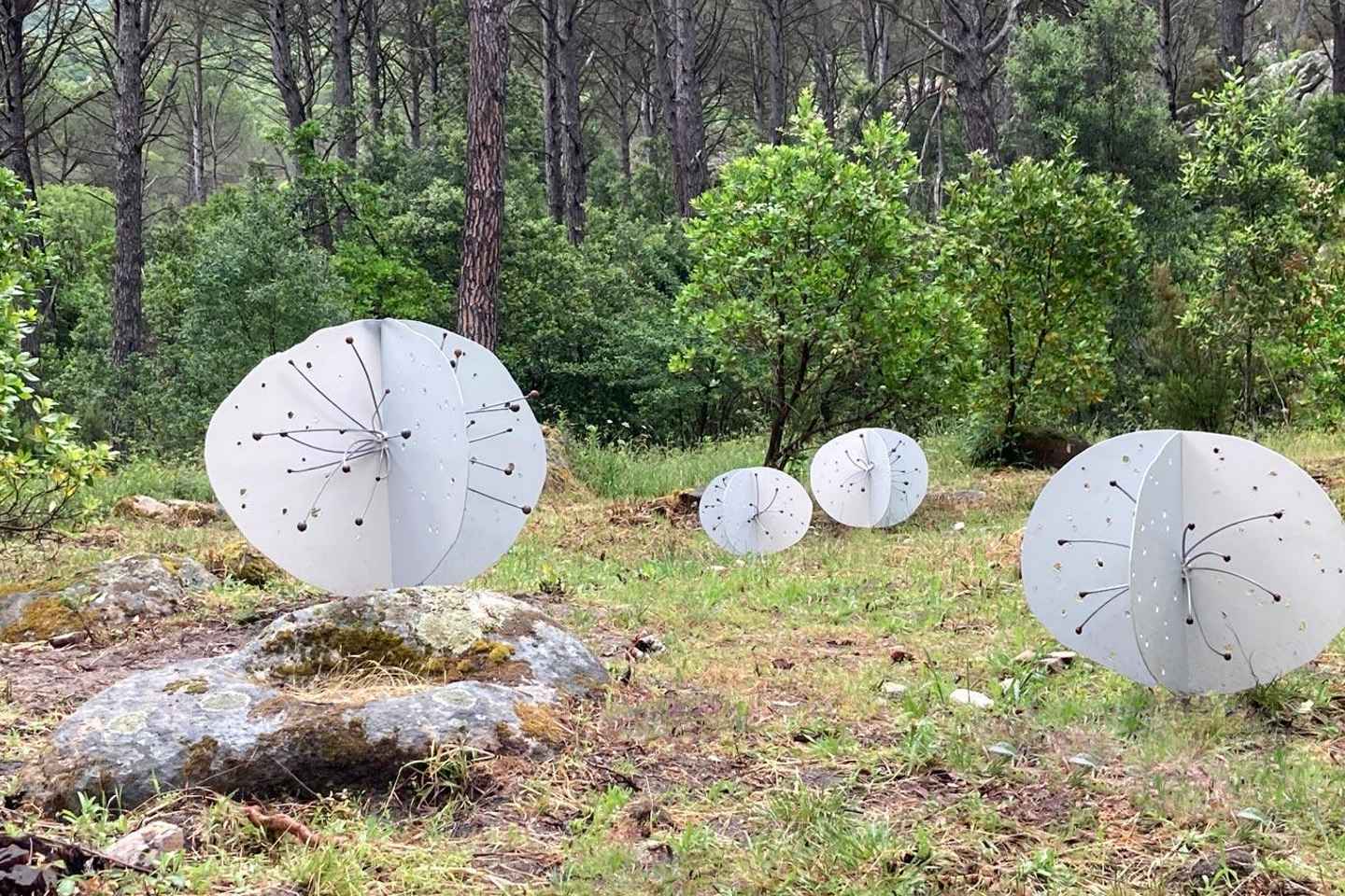 Tempio Pausania: tour del Museo Organica con degustazione