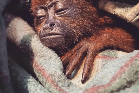 马尔多纳多港：塔里卡亚野生动物救援中心之旅