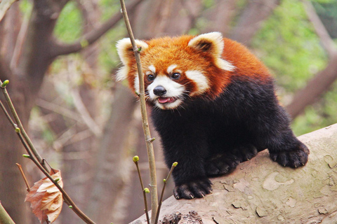 成都熊猫基地和乐山大佛之旅