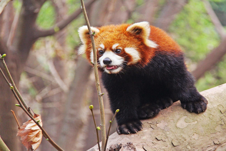 成都熊猫基地和乐山大佛之旅
