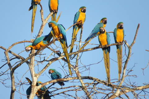 Puerto Maldonado: 3-Day Tambopata Jungle Tour