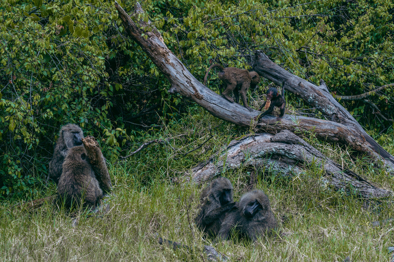 Kigali: Akagera National Park Safari with Boat Cruise