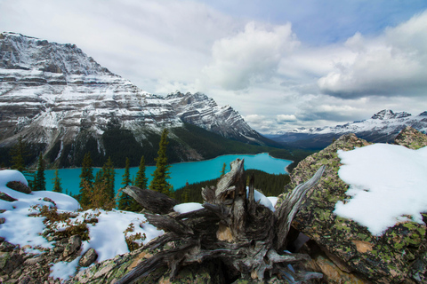 Premium Guided Icefields Parkway Tour: Glaciers and Skywalk
