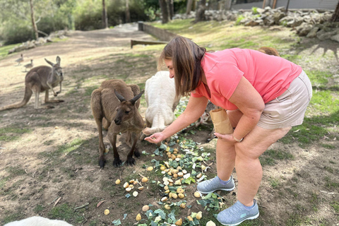 Vanuit Adelaide: Knuffel een Koala en historische Hahndorf Tour