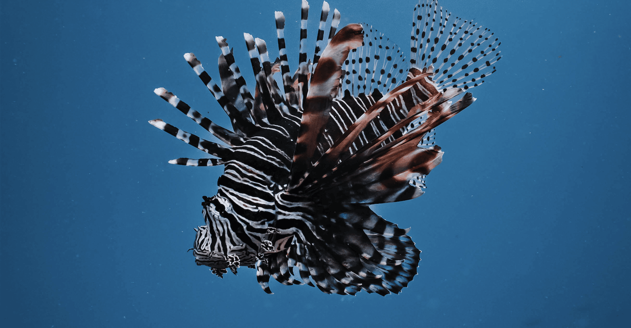 Byron Bay: Snorkeling Tour at Julian Rocks, Nguthungulli photo 20