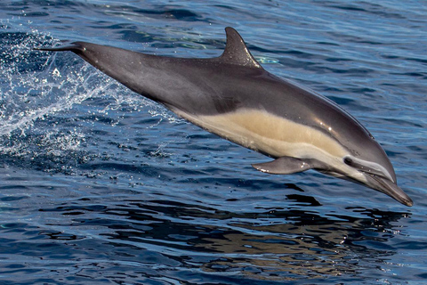Twilight Tour with San Diego Natural History Museum Whalers Twilight Tour with San Diego Natural History Museum Whalers!