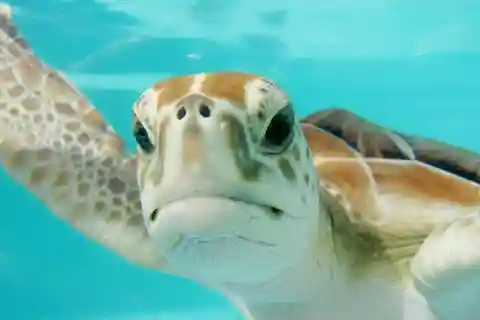 Playa del Carmen: Nado con Tortugas y Cenote Subterráneo de Akumal