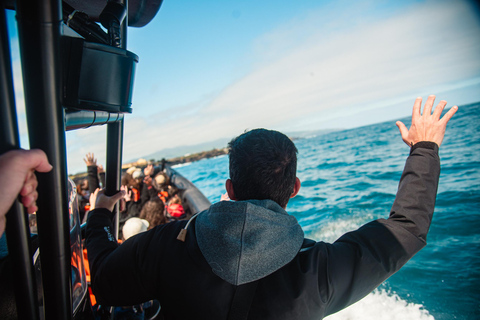 Isla de São Miguel: tour en barco por la costa norte salvajeRecorrido por la costa salvaje del norte - Tarde