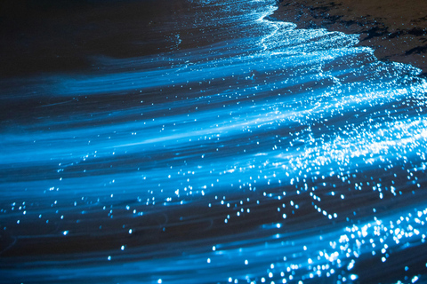 Vieques: Bioluminescent Bay Clear Bottom Kayaking