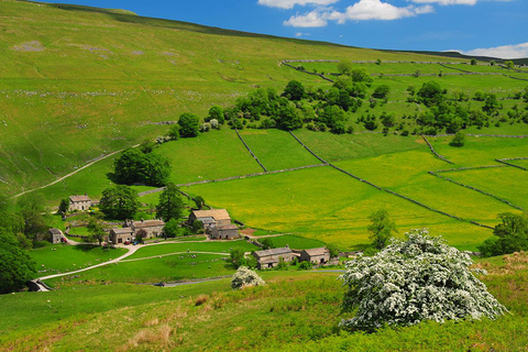 Private: All Creatures Great & Small Tour From York