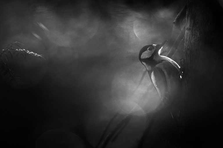 Vienna: Urban Birding – Guided bird watching tour in the big city!