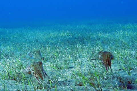 Grande Canarie : Essayez la plongée sous-marine dans le sud de l'îleDécouvrez la plongée sous-marine