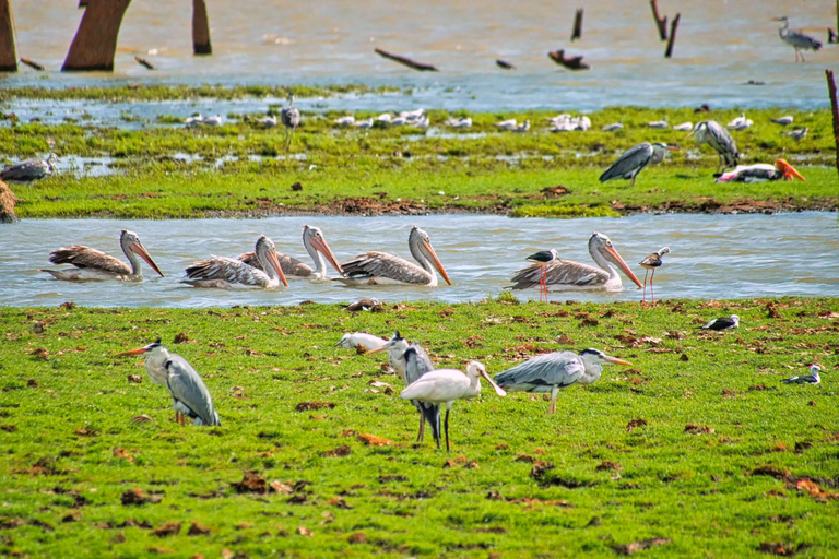 From Galle: Yala National Park Safari & Wetlands Tour