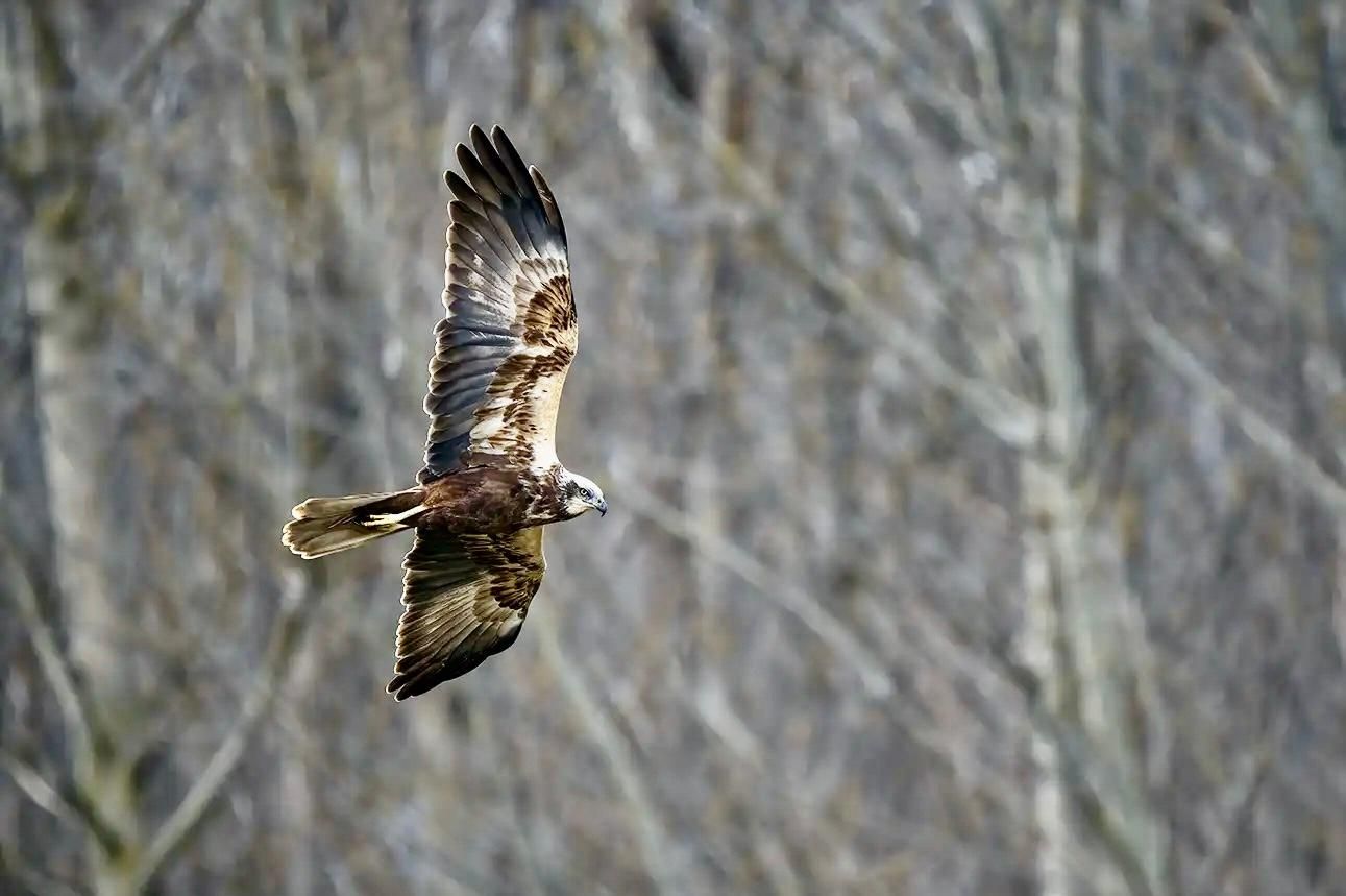 Álava: Salburua Wetlands Guided Birdwatching Tour