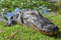 Miami, Everglades Safari Park Airboat Tour and Park Entrance - Housity