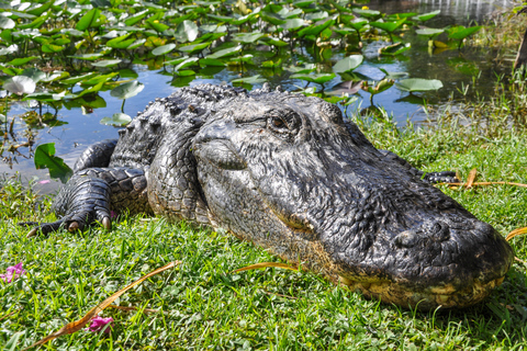 Miami: Excursión en hidrodeslizador por el Parque Safari de los Everglades