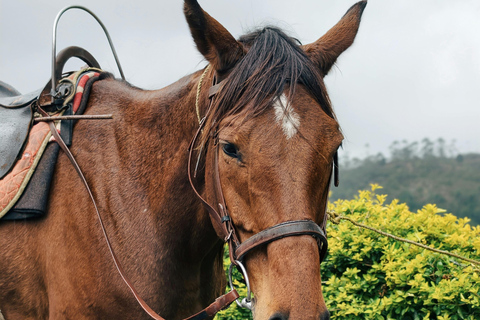 Luang Prabang: Guided Village & Forest Horse Trail Ride 1.5-Hours Guided Village & Forest Horse Trail Ride