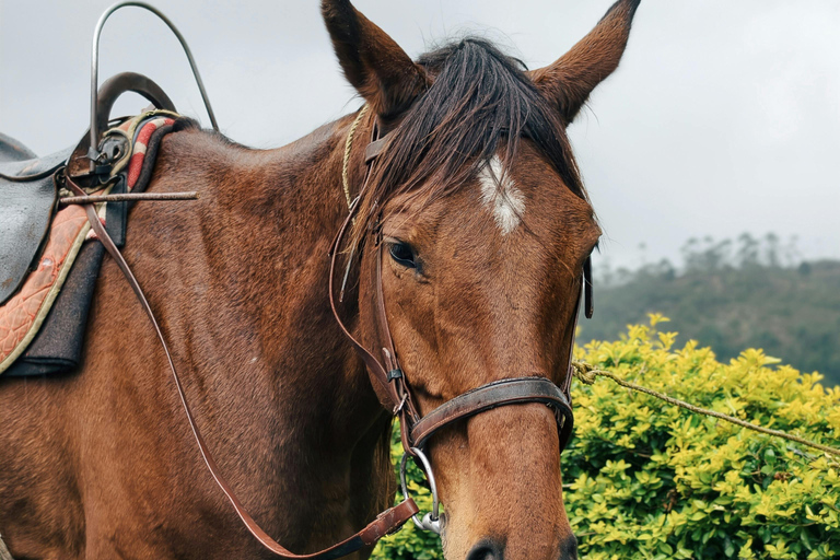 Luang Prabang: Guided Village & Forest Horse Trail Ride 1.5-Hours Guided Village & Forest Horse Trail Ride