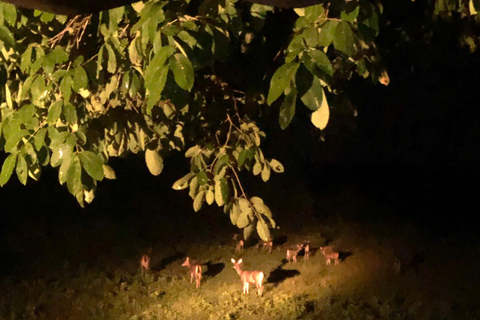 From HCMC: Cat Tien Jungle, Morning & Night safari included Group trip (from 2-5)