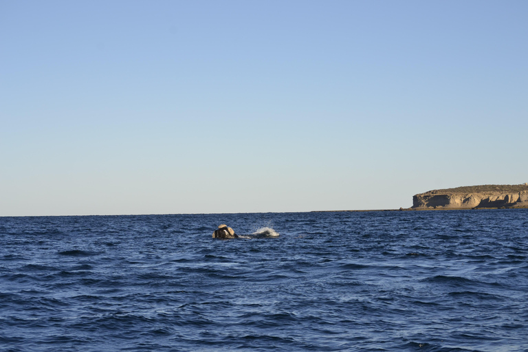 Península Valdés: Whale Watching Boat Tour with Guide