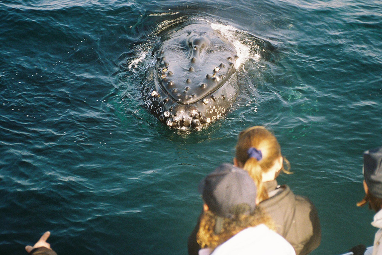 Monterey: Monterey Bay Dolphin and Whale Watching Boat Tour