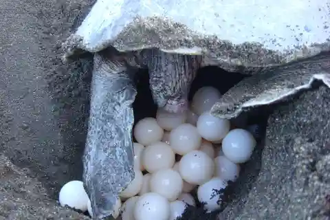 Sköldpaddtur i Tortuguero