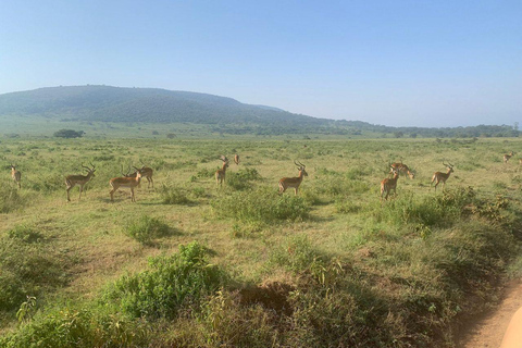 Nairobi National Park Evening and Sundowner Game Drive