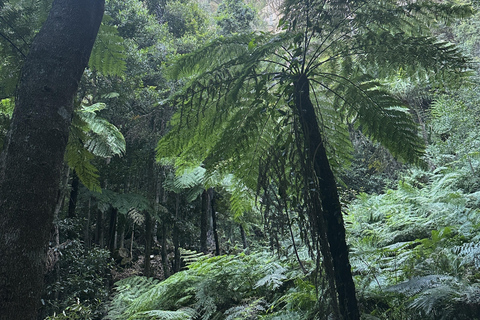 Blue Mountains: Mundo cênico, balsa, zoológico e foto de coala